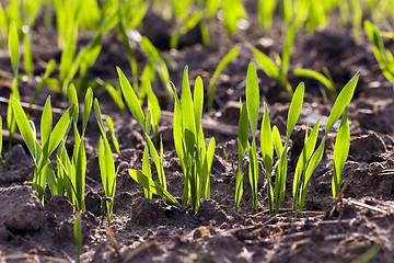 Image showing  green wheat sprout