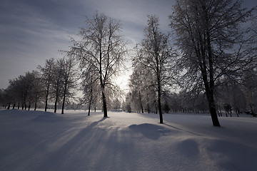 Image showing   trees in the park 