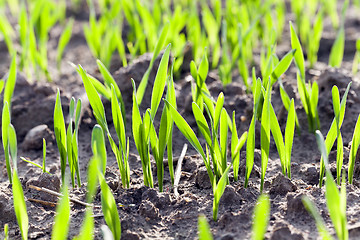 Image showing wheat germ .  field