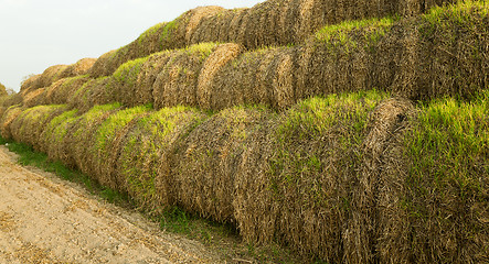 Image showing   field after harvesting 