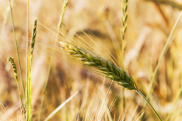 Image showing mature cereal .  close-up 