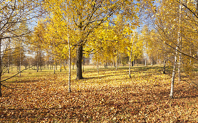 Image showing autumn forest  .  trees  