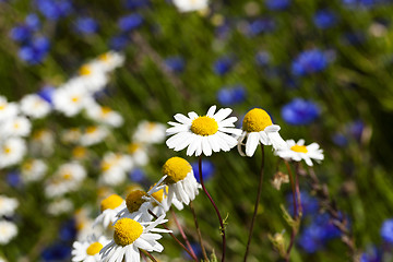 Image showing chamomile with cornflowers  