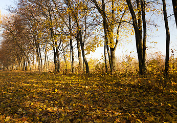 Image showing autumn trees. Belarus