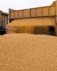 Image showing  heap of corn