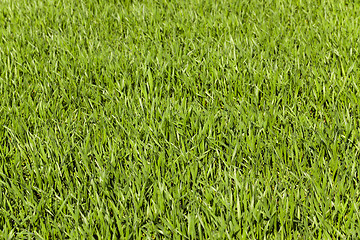 Image showing  green wheat sprout