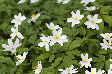 Image showing   white spring flowers.