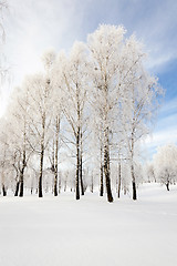 Image showing trees in winter 