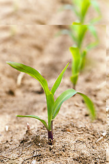 Image showing corn germ .  close up