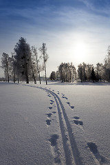 Image showing trees in winter 