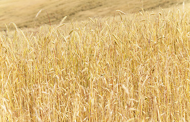 Image showing mature cereal . close-up  