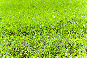 Image showing  green wheat sprout