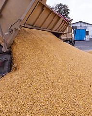 Image showing harvesting corn . car