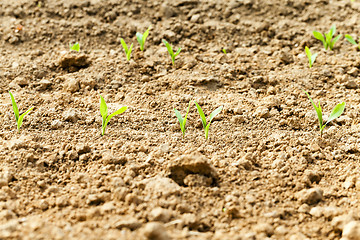 Image showing  green corn sprouted