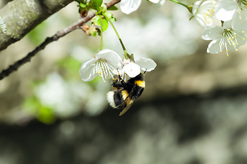 Image showing cherry blossoms  . spring  