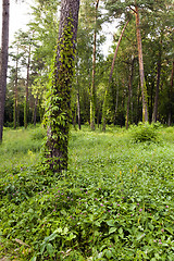 Image showing trees in spring 