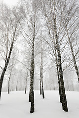 Image showing  trees.    winter season.