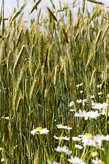 Image showing flowers in the field  