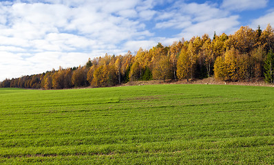 Image showing   the autumn season. 