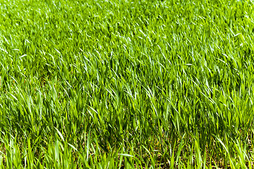 Image showing immature cereals . wheat