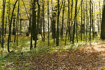 Image showing the autumn wood   