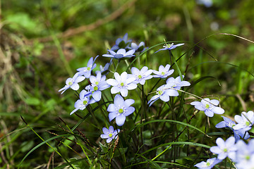 Image showing blue spring flowers  