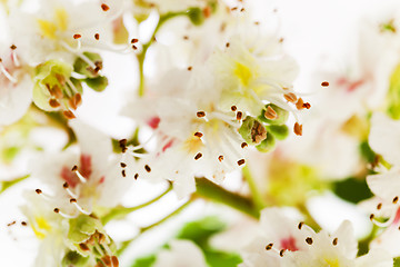 Image showing blooming chestnut . close-up 