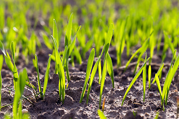 Image showing Green wheat   close-up  