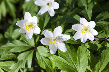 Image showing   white spring flowers.