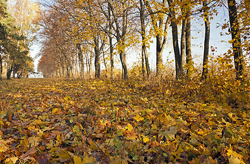 Image showing autumn trees. Belarus