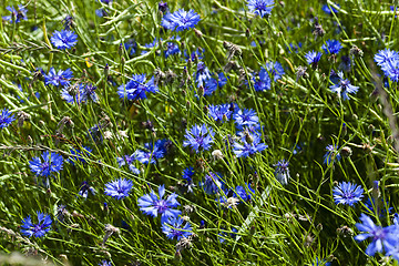 Image showing cornflower . summer. weed