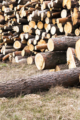 Image showing   photographed closeup timber 