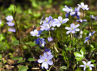 Image showing spring flowers .  forest