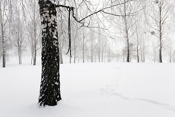 Image showing trees in winter   