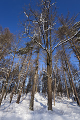 Image showing trees in winter 