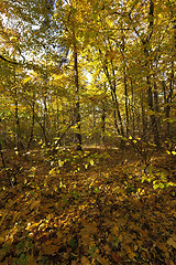 Image showing autumn forest . Belarus