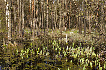 Image showing swamp . spring season