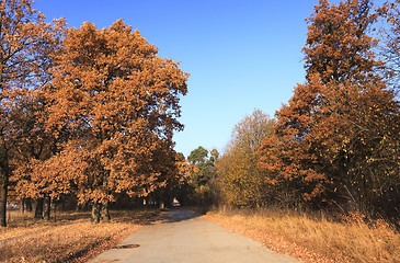 Image showing   the autumn season. 