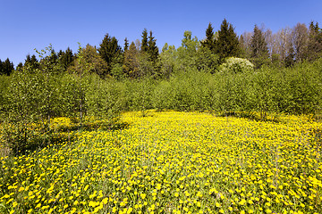 Image showing yellow dandelions.   spring 