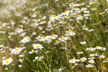 Image showing daisies   spring   season