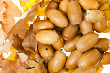 Image showing oak acorns  .  close-up 