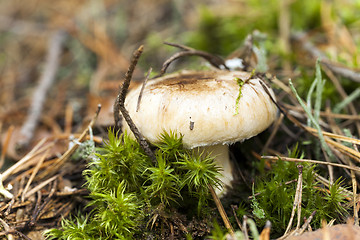 Image showing Forest mushroom .  forest