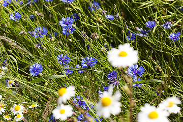 Image showing daisy flowers . summer  