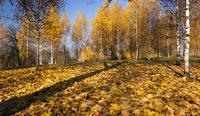 Image showing   park in autumn  