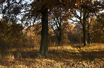 Image showing   the autumn season 