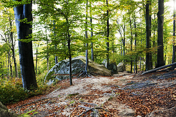 Image showing autumn forest   Belarus