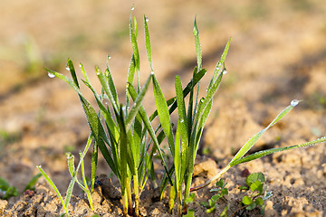 Image showing sprouted wheat  . dawn sun 