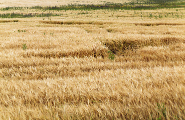 Image showing ripened cereals  in field 