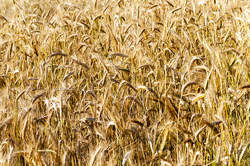 Image showing mature cereal .  close-up 