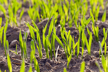 Image showing green cereals . spring